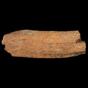 3.9" Lambeosaurus Rib Bone Fossil Judith River FM MT Cretaceous Dinosaur COA