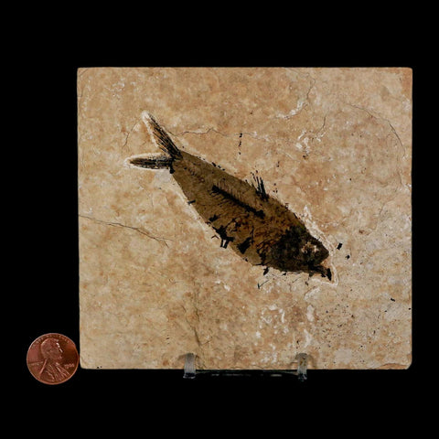 3.5" Knightia Eocaena Fossil Fish Green River FM Wyoming Eocene Age COA & Stand