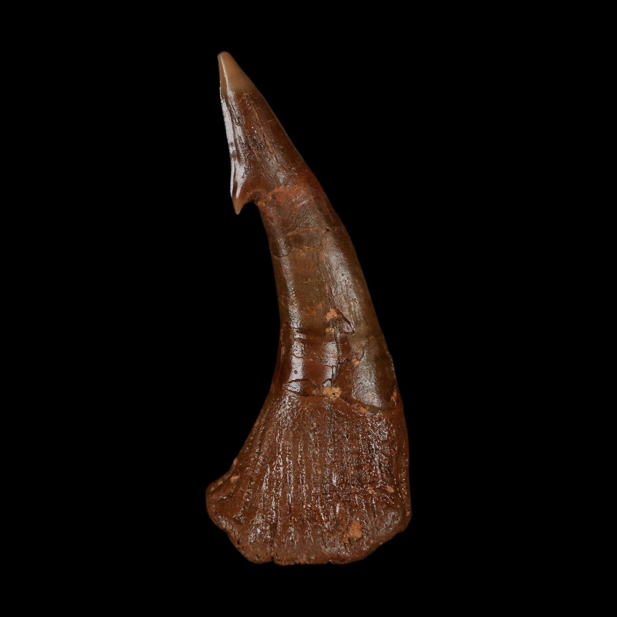 XL 2.9" Sawfish Fossil Tooth Barb Onchopristis Numidus Cretaceous Dinosaur Era COA