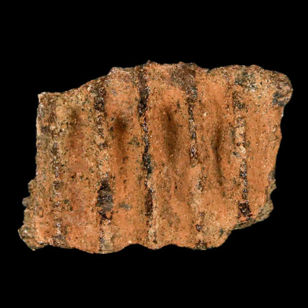 1.3" Edmontosaurus Fossil Jaw Maxilla Bone Lance Creek FM Cretaceous Dinosaur WY