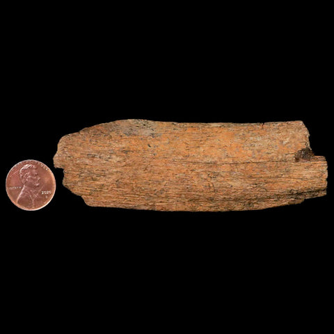 3.9" Lambeosaurus Rib Bone Fossil Judith River FM MT Cretaceous Dinosaur COA - Fossil Age Minerals
