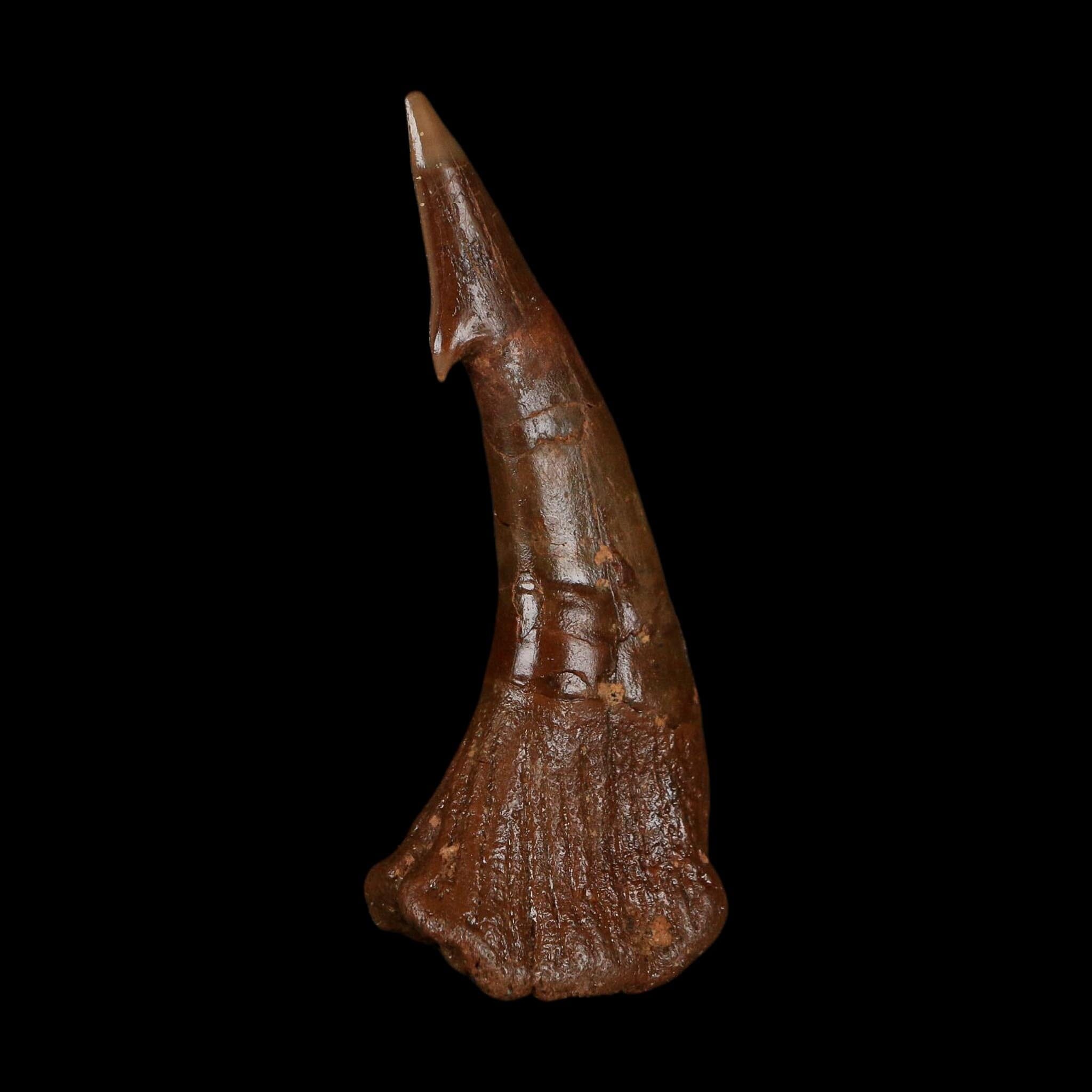 XL 2.9" Sawfish Fossil Tooth Barb Onchopristis Numidus Cretaceous Dinosaur Era COA