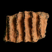 1.3" Edmontosaurus Fossil Jaw Maxilla Bone Lance Creek FM Cretaceous Dinosaur WY