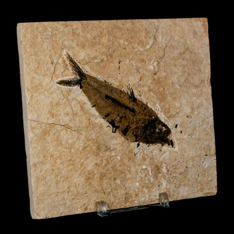 3.5" Knightia Eocaena Fossil Fish Green River FM Wyoming Eocene Age COA & Stand