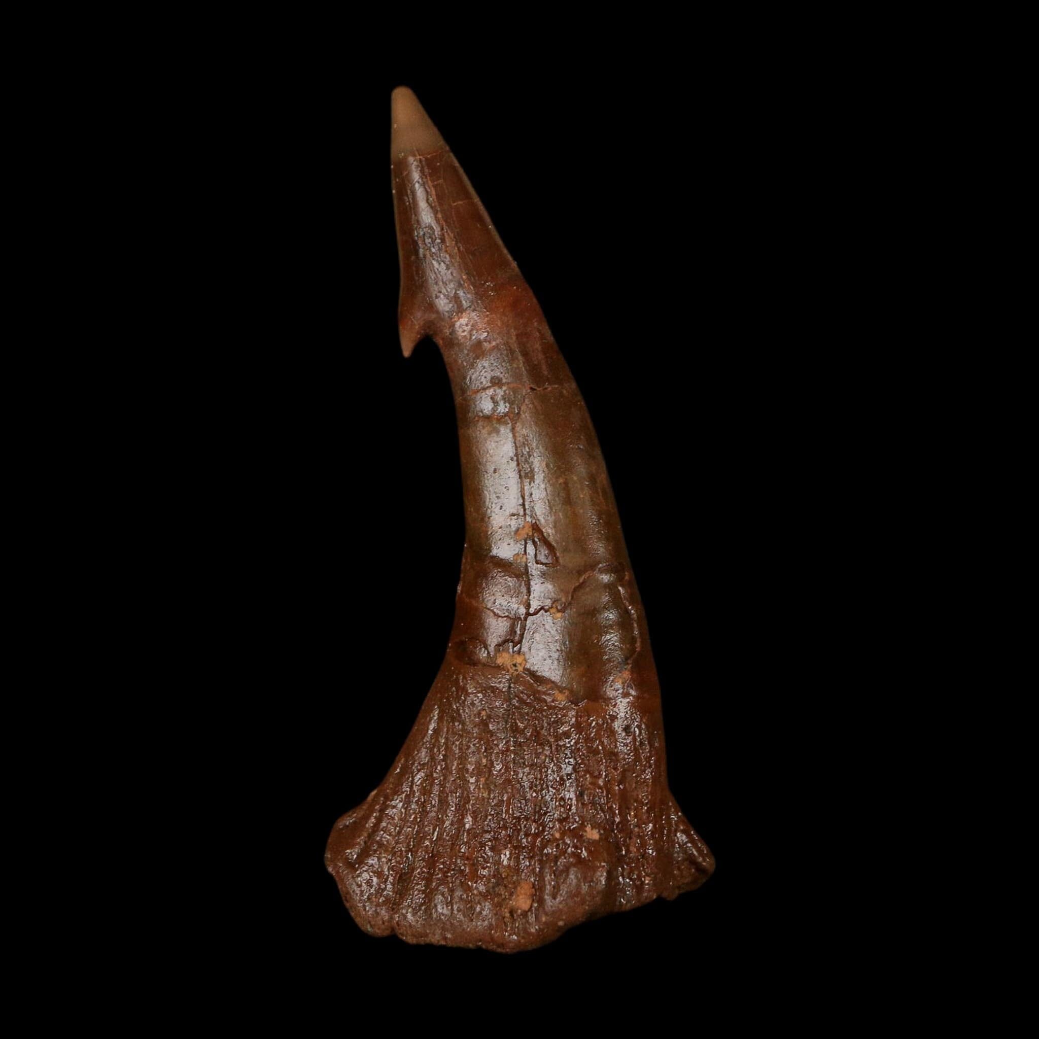 XL 2.9" Sawfish Fossil Tooth Barb Onchopristis Numidus Cretaceous Dinosaur Era COA