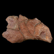 8" Triceratops Fossil Skull Frill Bone Hell Creek FM Cretaceous Dinosaur MT COA