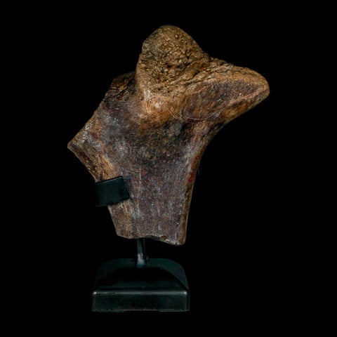 7" Tylosaurus Mosasaur Fossil Ischium Cretaceous Dinosaur Era TX Ozan FM COA Stand - Fossil Age Minerals