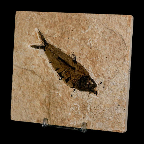 3.5" Knightia Eocaena Fossil Fish Green River FM Wyoming Eocene Age COA & Stand