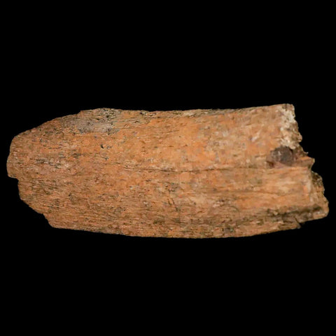 3.9" Lambeosaurus Rib Bone Fossil Judith River FM MT Cretaceous Dinosaur COA - Fossil Age Minerals
