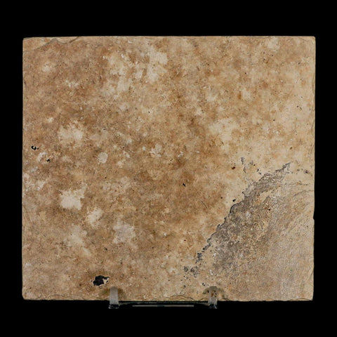 3.5" Knightia Eocaena Fossil Fish Green River FM Wyoming Eocene Age COA & Stand