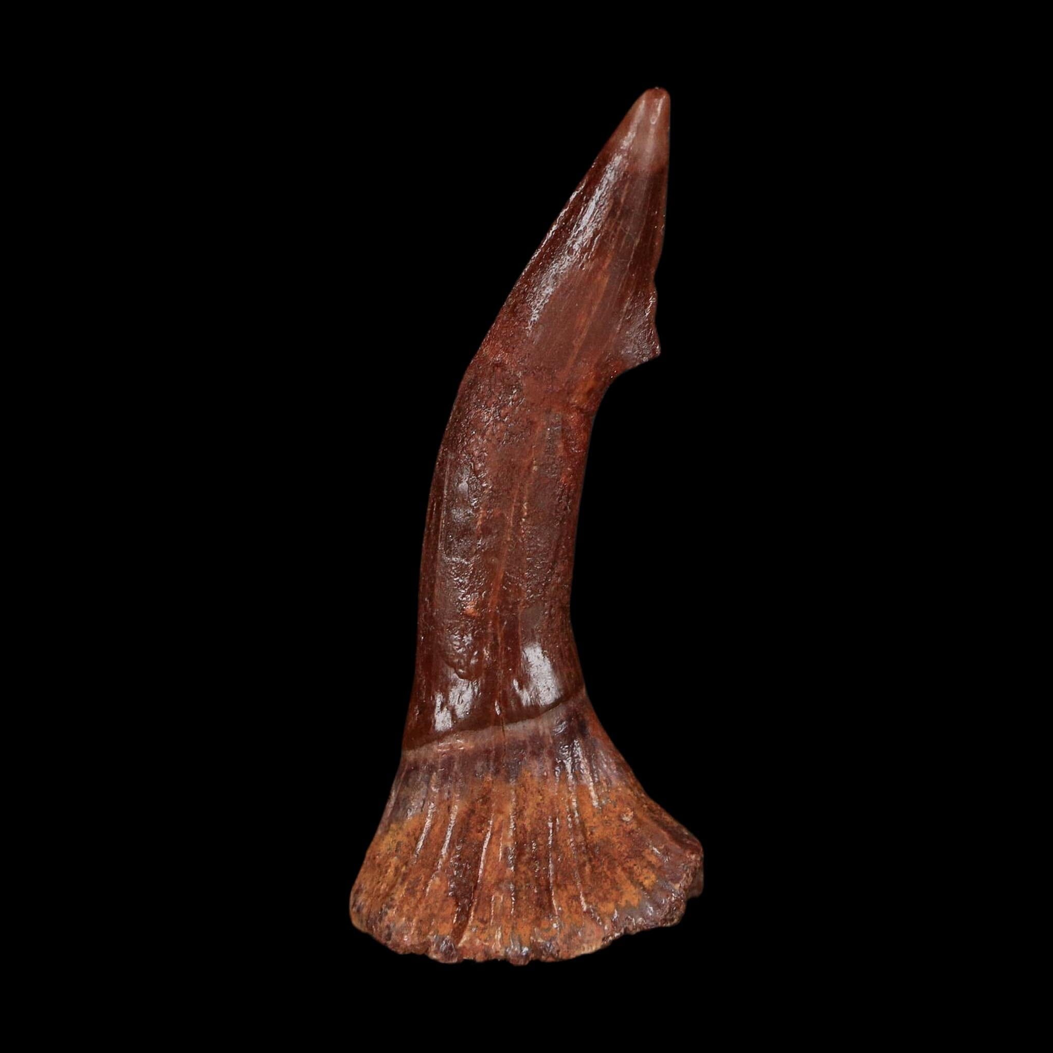2.3" Sawfish Fossil Tooth Barb Onchopristis Numidus Cretaceous Dinosaur Era COA