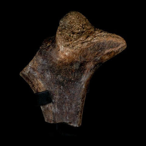 7" Tylosaurus Mosasaur Fossil Ischium Cretaceous Dinosaur Era TX Ozan FM COA Stand - Fossil Age Minerals