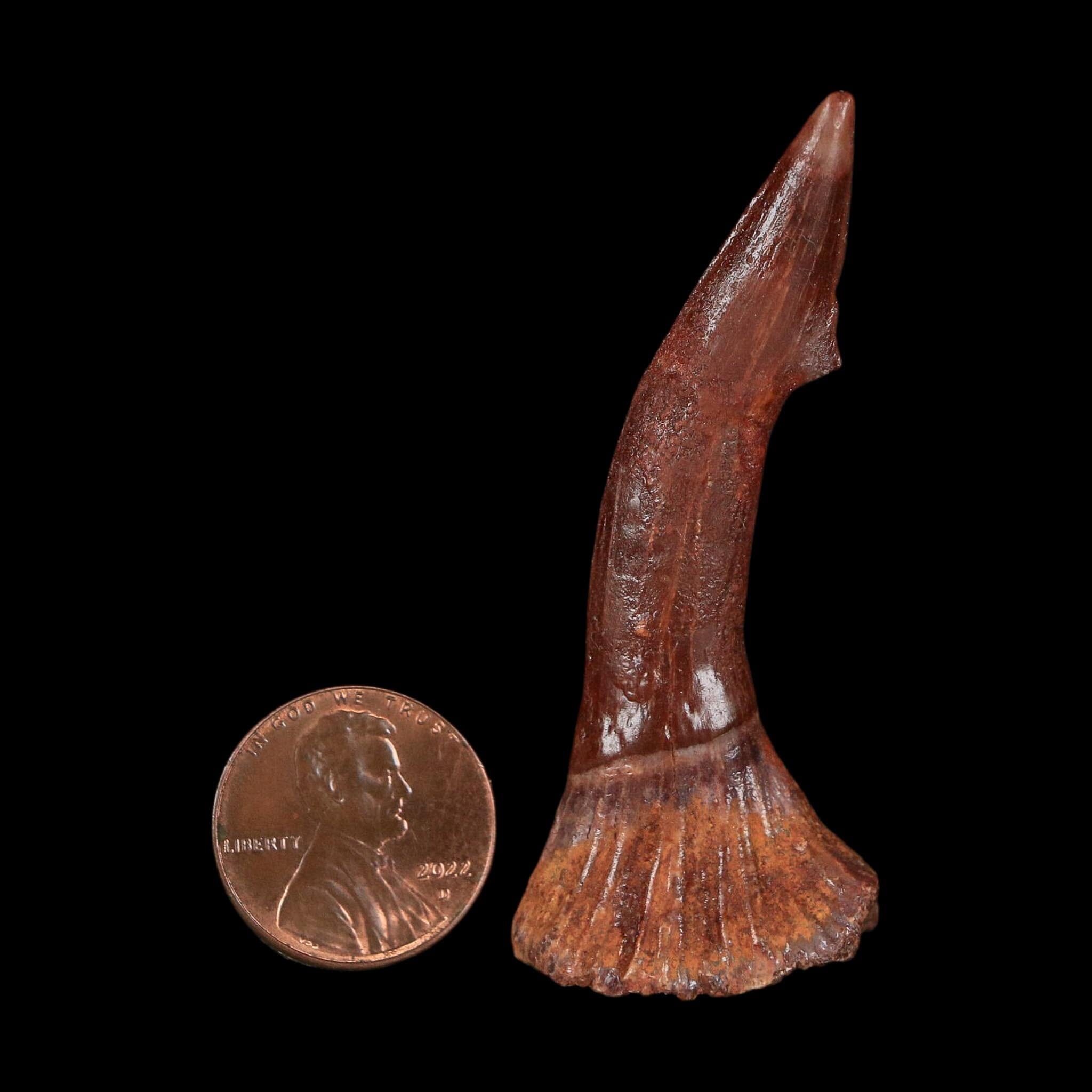 2.3" Sawfish Fossil Tooth Barb Onchopristis Numidus Cretaceous Dinosaur Era COA