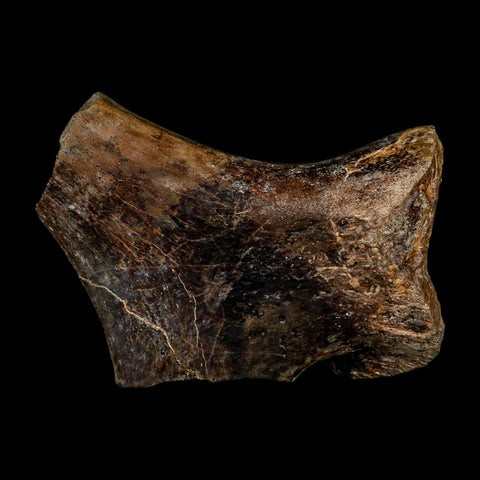 7" Tylosaurus Mosasaur Fossil Ischium Cretaceous Dinosaur Era TX Ozan FM COA Stand - Fossil Age Minerals