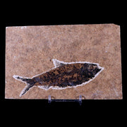 XL 4.4" Knightia Eocaena Fossil Fish Green River FM WY Eocene Age COA & Stand