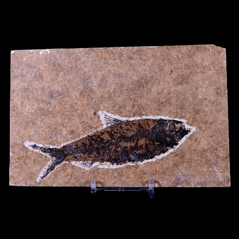 XL 4.4" Knightia Eocaena Fossil Fish Green River FM WY Eocene Age COA & Stand - Fossil Age Minerals