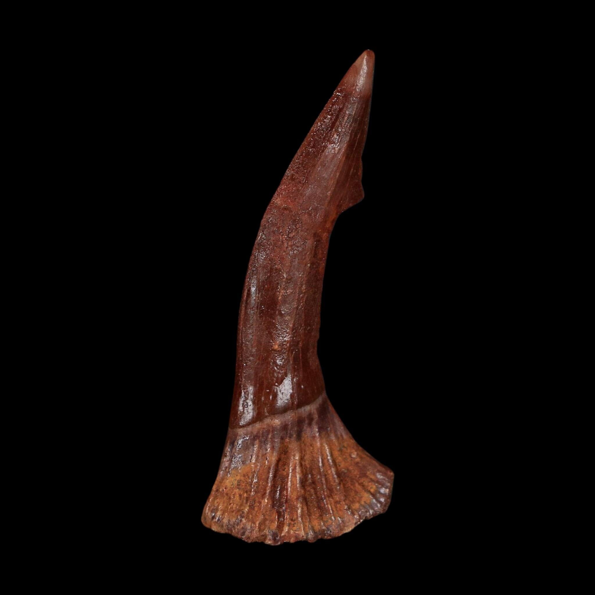 2.3" Sawfish Fossil Tooth Barb Onchopristis Numidus Cretaceous Dinosaur Era COA