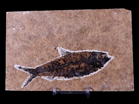 XL 4.4" Knightia Eocaena Fossil Fish Green River FM WY Eocene Age COA & Stand - Fossil Age Minerals