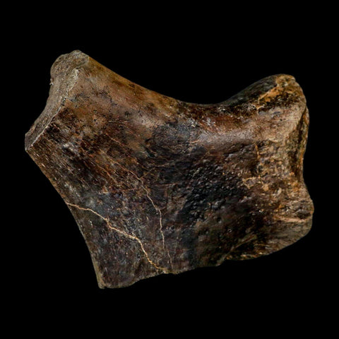 7" Tylosaurus Mosasaur Fossil Ischium Cretaceous Dinosaur Era TX Ozan FM COA Stand - Fossil Age Minerals