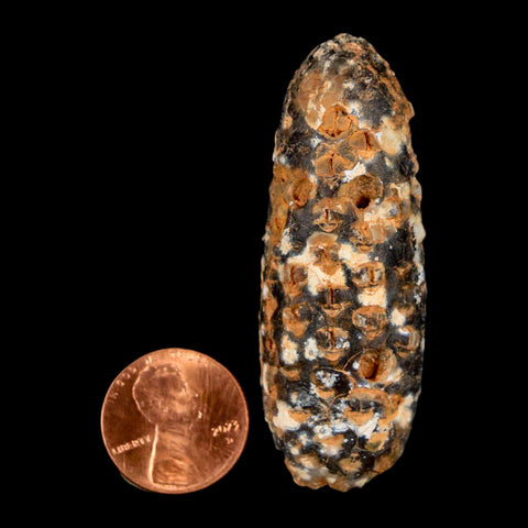 XL 2.3" Fossil Pine Cone Equicalastrobus Replaced By Agate Eocene Age Seeds Fruit - Fossil Age Minerals