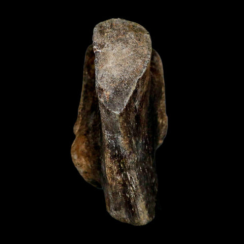 7" Tylosaurus Mosasaur Fossil Ischium Cretaceous Dinosaur Era TX Ozan FM COA Stand - Fossil Age Minerals