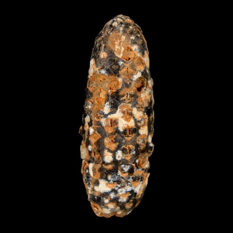 XL 2.3" Fossil Pine Cone Equicalastrobus Replaced By Agate Eocene Age Seeds Fruit - Fossil Age Minerals