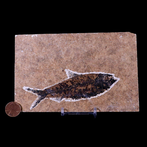 XL 4.4" Knightia Eocaena Fossil Fish Green River FM WY Eocene Age COA & Stand - Fossil Age Minerals