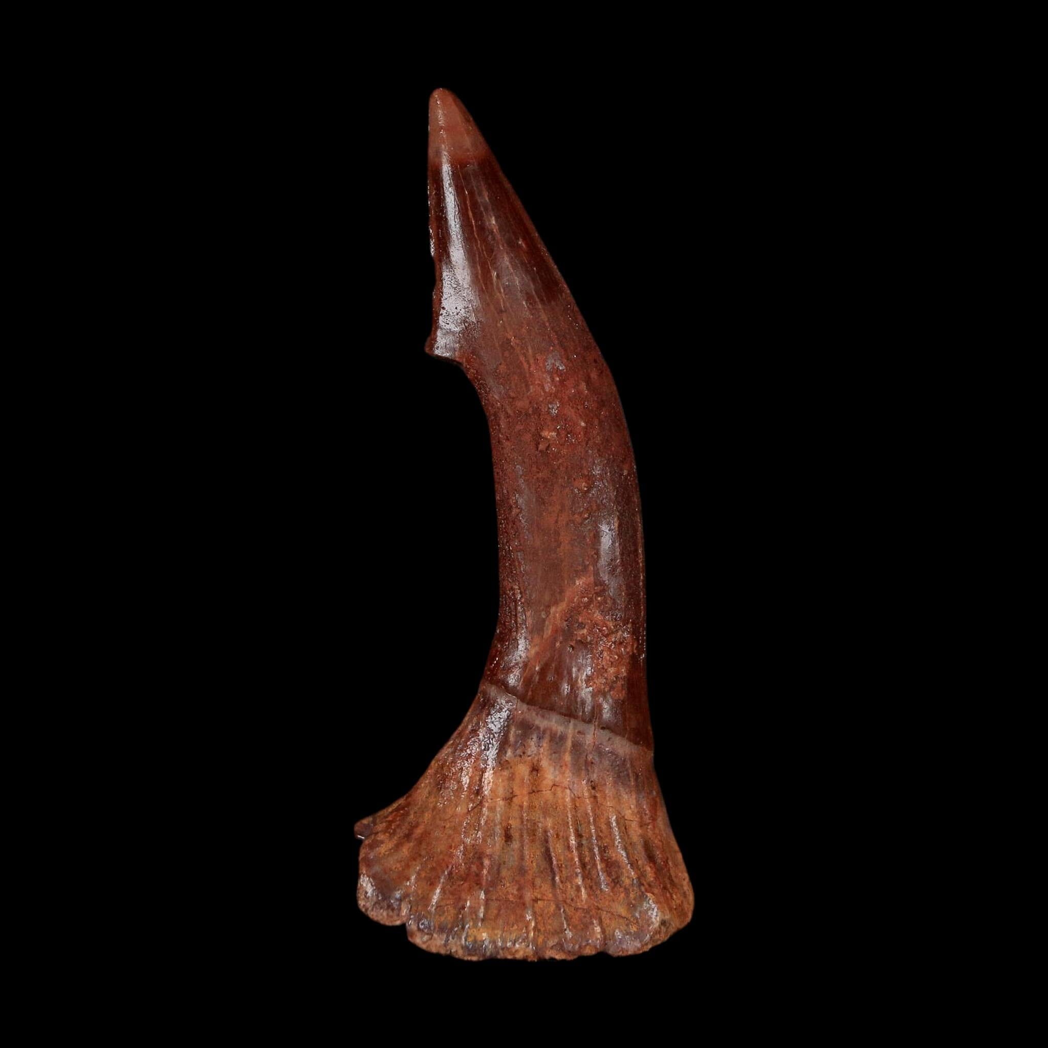 2.3" Sawfish Fossil Tooth Barb Onchopristis Numidus Cretaceous Dinosaur Era COA