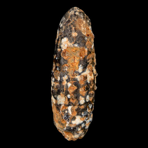 XL 2.3" Fossil Pine Cone Equicalastrobus Replaced By Agate Eocene Age Seeds Fruit - Fossil Age Minerals