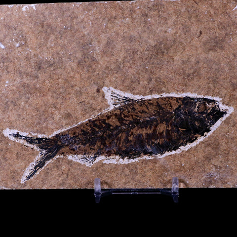 XL 4.4" Knightia Eocaena Fossil Fish Green River FM WY Eocene Age COA & Stand - Fossil Age Minerals