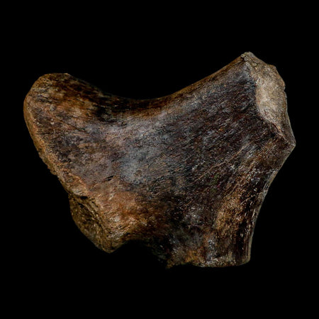 2.6" Tylosaurus Mosasaur Fossil Ischium Cretaceous Dinosaur Era TX Ozan FM COA Stand