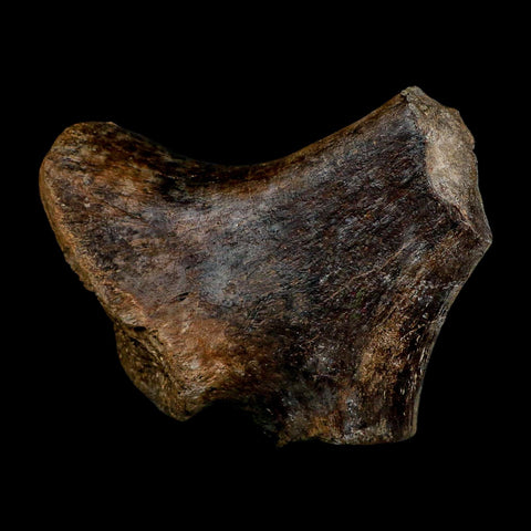 7" Tylosaurus Mosasaur Fossil Ischium Cretaceous Dinosaur Era TX Ozan FM COA Stand - Fossil Age Minerals