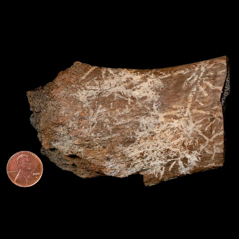 4.2" Triceratops Fossil Rib End Bone Lance Creek FM Cretaceous Dinosaur WY COA - Fossil Age Minerals