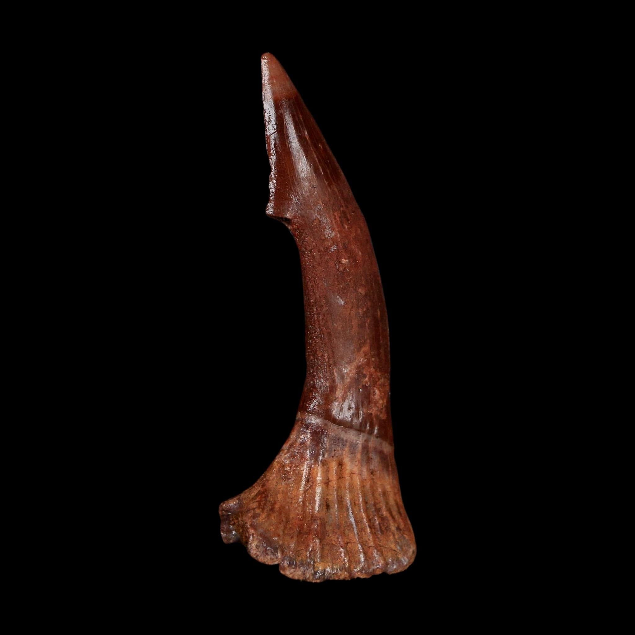 2.3" Sawfish Fossil Tooth Barb Onchopristis Numidus Cretaceous Dinosaur Era COA