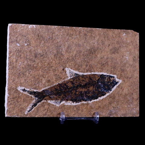 XL 4.4" Knightia Eocaena Fossil Fish Green River FM WY Eocene Age COA & Stand - Fossil Age Minerals