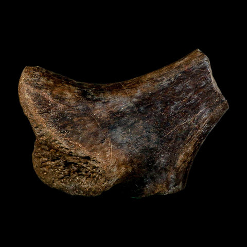 7" Tylosaurus Mosasaur Fossil Ischium Cretaceous Dinosaur Era TX Ozan FM COA Stand - Fossil Age Minerals