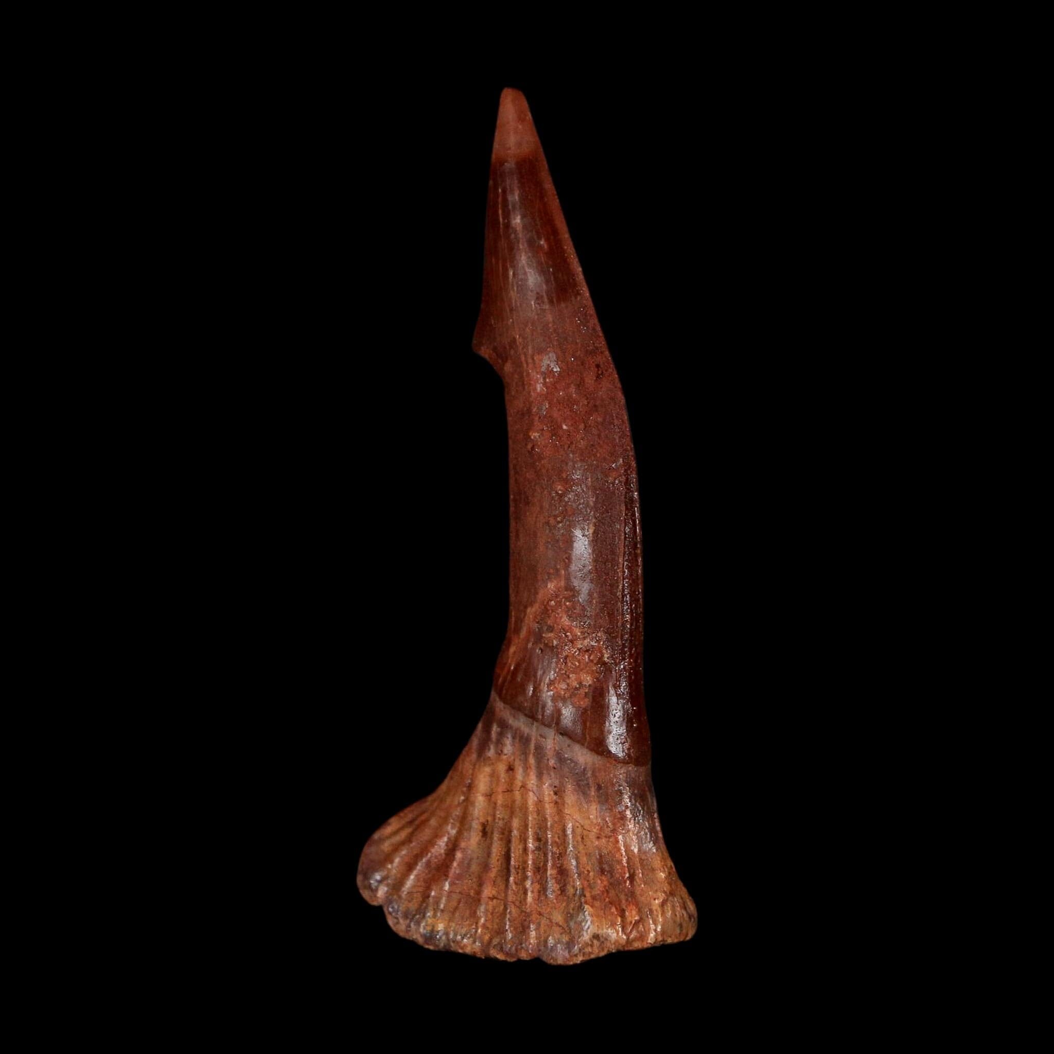 2.3" Sawfish Fossil Tooth Barb Onchopristis Numidus Cretaceous Dinosaur Era COA