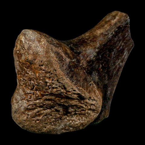 7" Tylosaurus Mosasaur Fossil Ischium Cretaceous Dinosaur Era TX Ozan FM COA Stand - Fossil Age Minerals