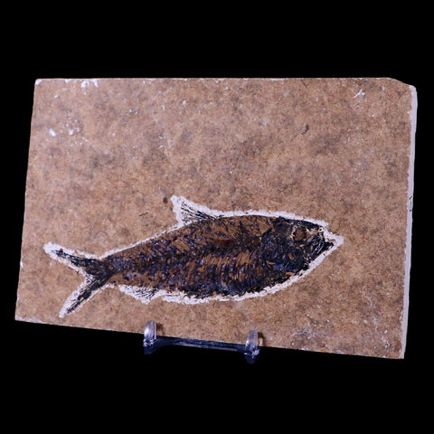 XL 4.4" Knightia Eocaena Fossil Fish Green River FM WY Eocene Age COA & Stand - Fossil Age Minerals