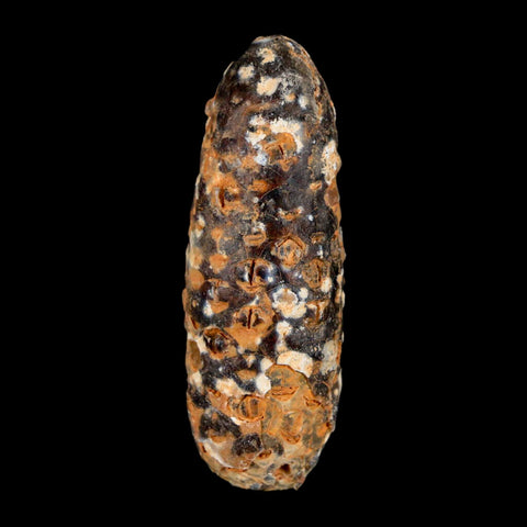 XL 2.3" Fossil Pine Cone Equicalastrobus Replaced By Agate Eocene Age Seeds Fruit - Fossil Age Minerals