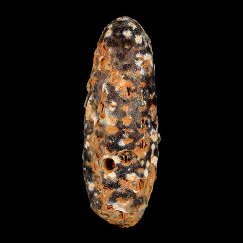 XL 2.3" Fossil Pine Cone Equicalastrobus Replaced By Agate Eocene Age Seeds Fruit - Fossil Age Minerals