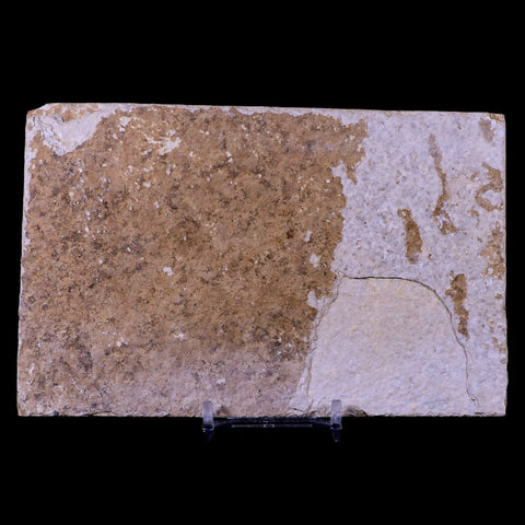 XL 4.4" Knightia Eocaena Fossil Fish Green River FM WY Eocene Age COA & Stand - Fossil Age Minerals