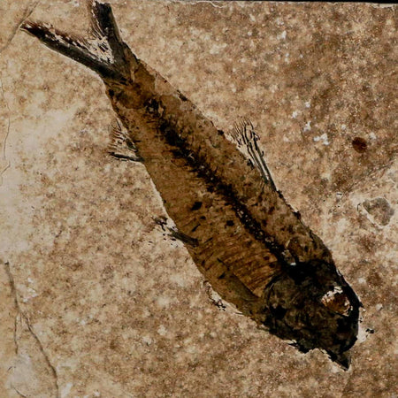 3.5" Knightia Eocaena Fossil Fish Green River FM Wyoming Eocene Age COA & Stand