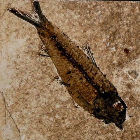 3.5" Knightia Eocaena Fossil Fish Green River FM Wyoming Eocene Age COA & Stand