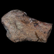 5.2" Hypacrosaurus Dinosaur Fossil Metatarsal Bone Two Medicine FM Montana COA