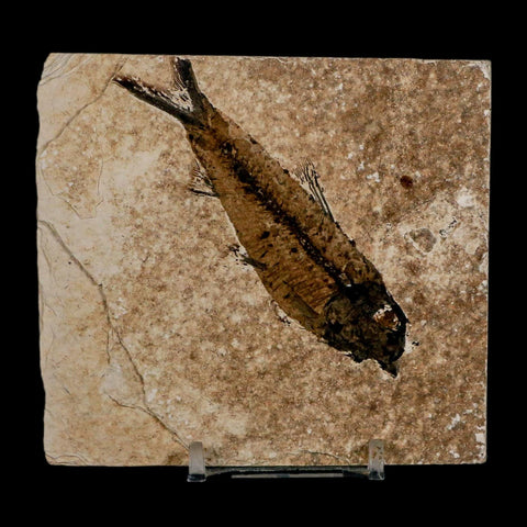 3.5" Knightia Eocaena Fossil Fish Green River FM Wyoming Eocene Age COA & Stand