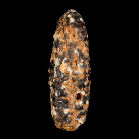 XL 2.3" Fossil Pine Cone Equicalastrobus Replaced By Agate Eocene Age Seeds Fruit - Fossil Age Minerals