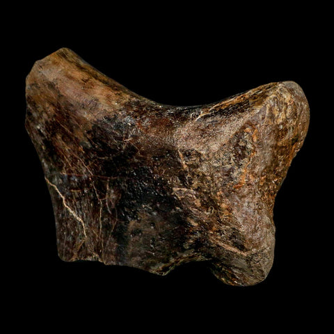 7" Tylosaurus Mosasaur Fossil Ischium Cretaceous Dinosaur Era TX Ozan FM COA Stand - Fossil Age Minerals
