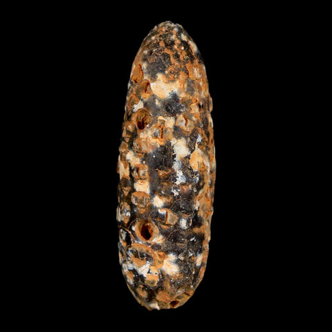 XL 2.3" Fossil Pine Cone Equicalastrobus Replaced By Agate Eocene Age Seeds Fruit - Fossil Age Minerals