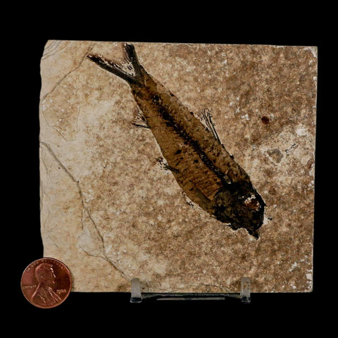 3.5" Knightia Eocaena Fossil Fish Green River FM Wyoming Eocene Age COA & Stand